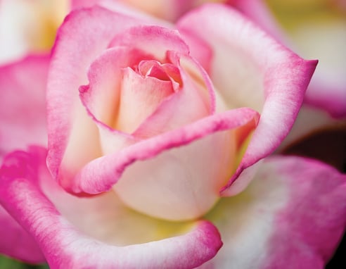 california-dreamin-rose
